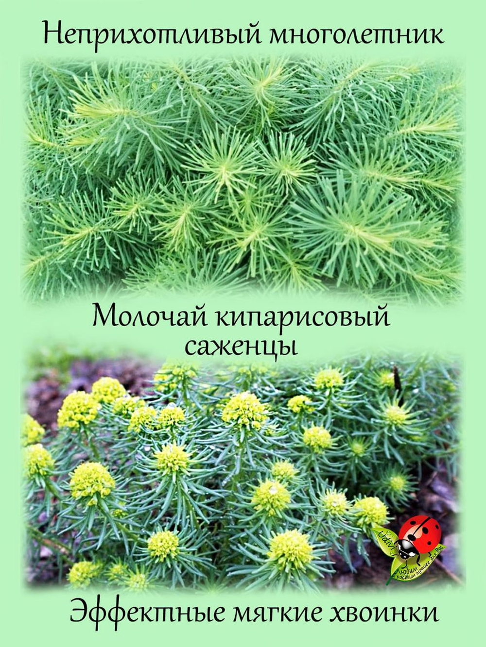 Молочай кипарисовый многолетний