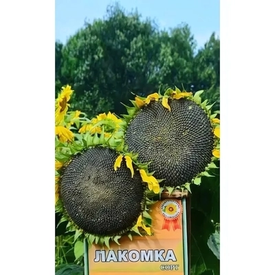 Семена Подсолнечник Лакомка (УД) Е/П
