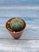 Euphoria Obesa (Эуфорбия)