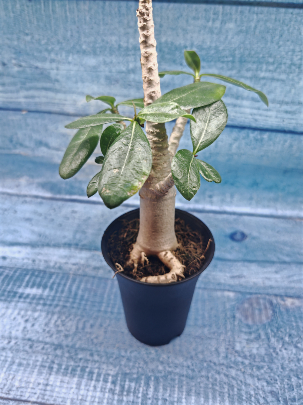 Adenium Baobab (Адениум)