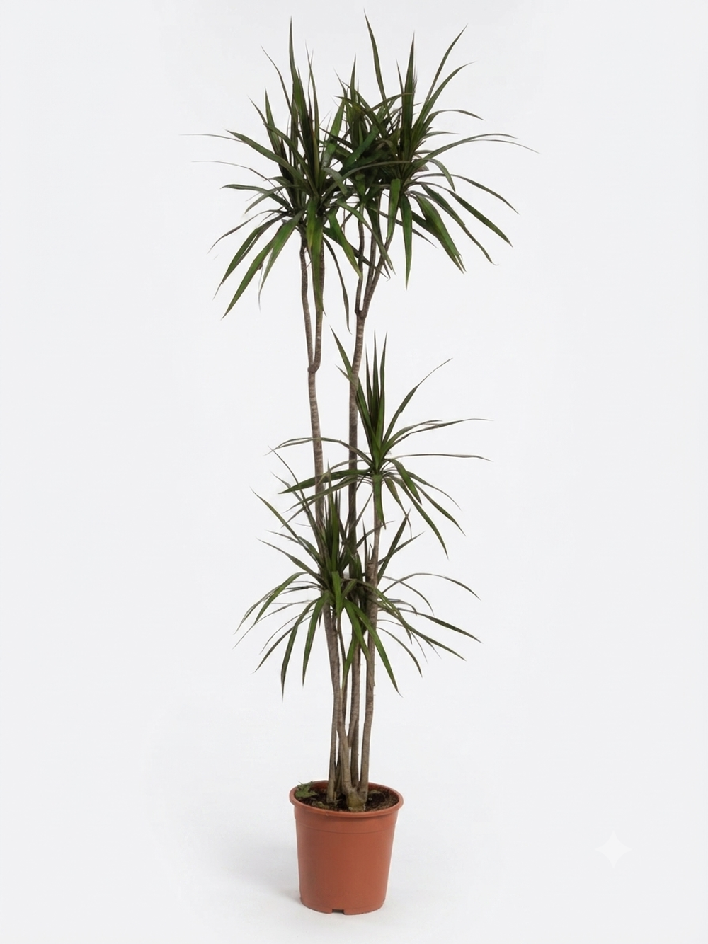 Драцена marginata 3pp д18 в120 ш40 г1800