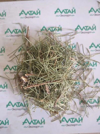Сосновая хвоя с лапкой Алтай