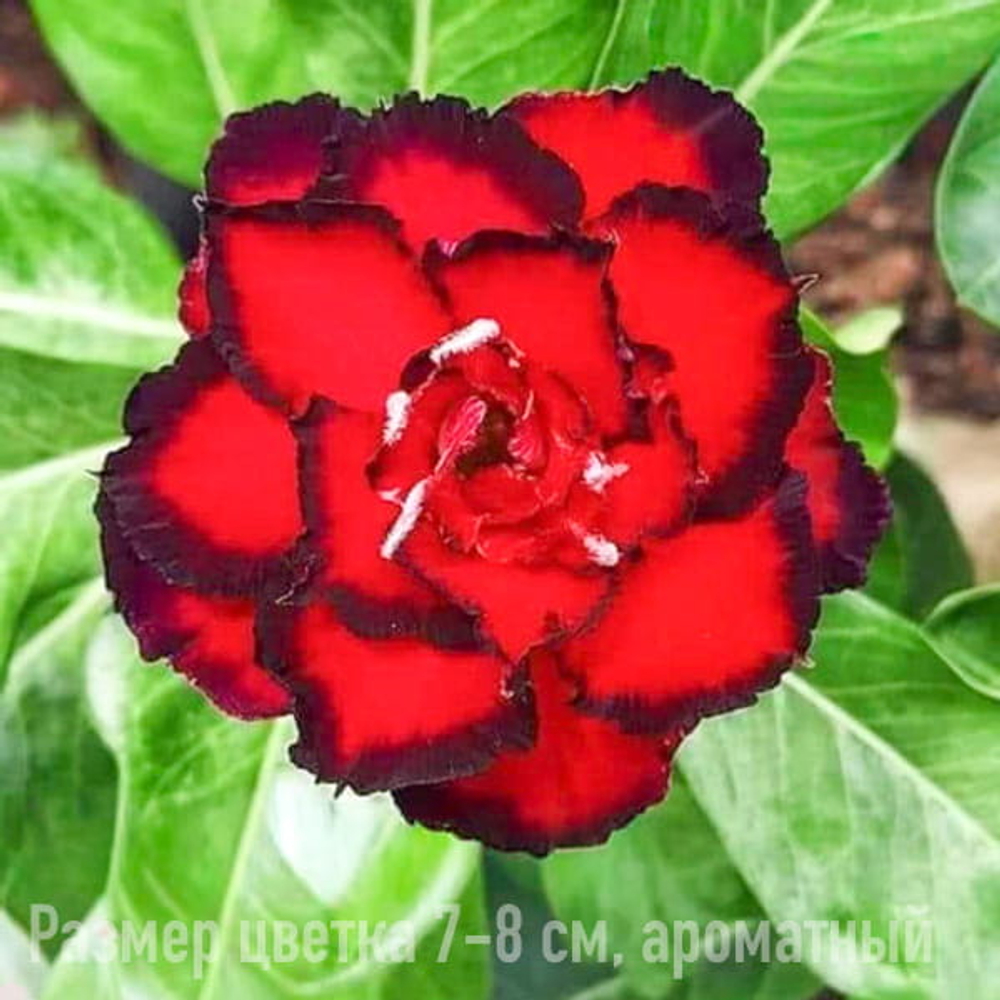 Адениум 1029-PHING TIEN