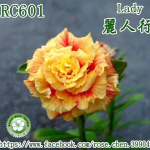 Адениум LADY