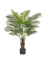 Пальма Арека Хризалидокарпус New в-120 см (Sensitive Botanic) 4/4 10.11954N