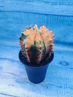Gymnocalycium Variegata (Гимнокалициум Вариегатный)