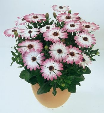 2794 Остеоспермум FLOWERPOWER PINK EYE 21 (ОСЕНЬ 2025)