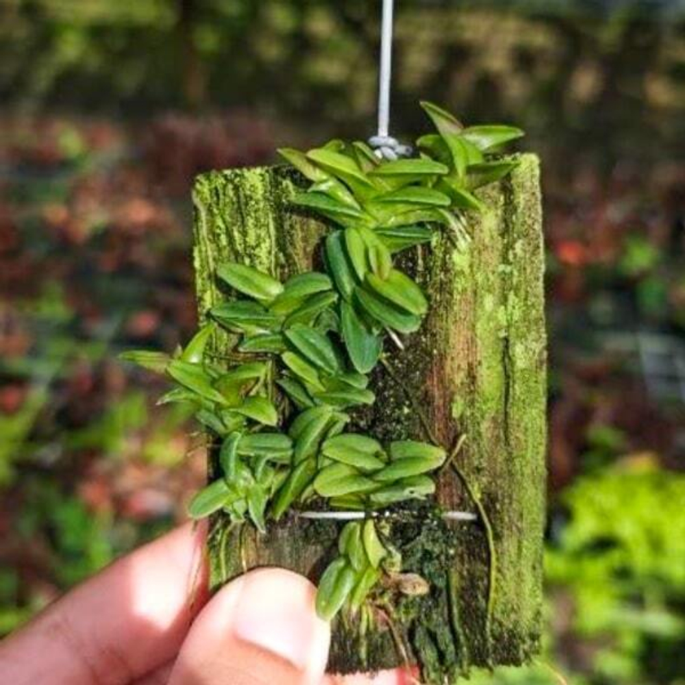 Орхидея EPIDENDRUM LONGIREPENS