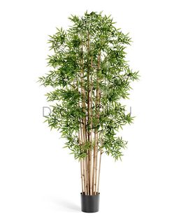 Деревья Treez Collection высота до 120см