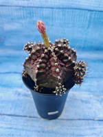 Gymnocalycium T-Rex Pink hybrid (Гимнокалициум T-rex)