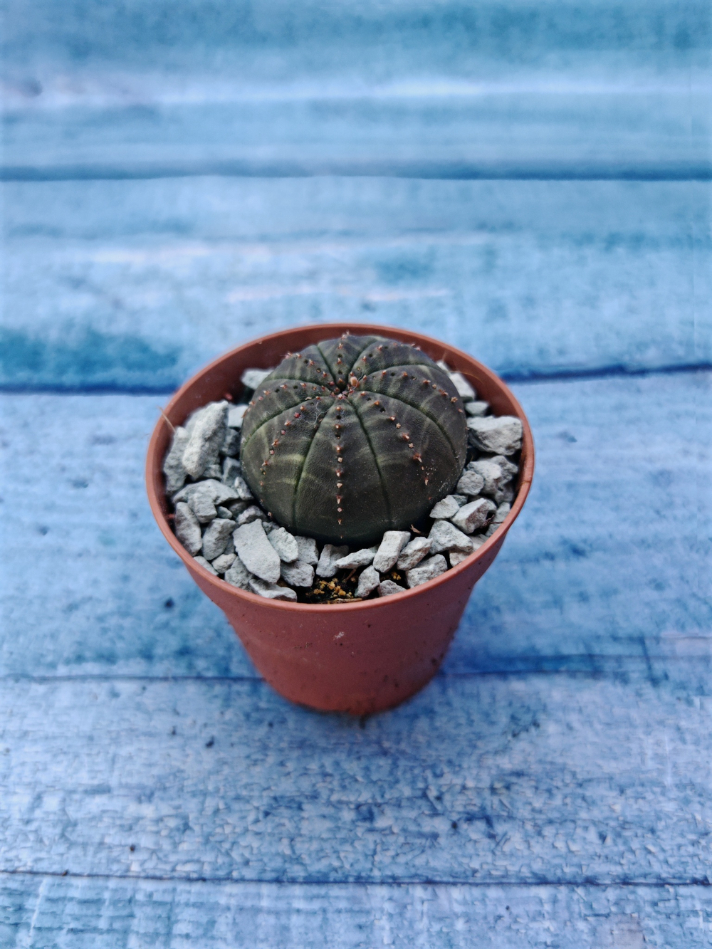 Суккулент Euphorbia Obesa (Эуфорбия)