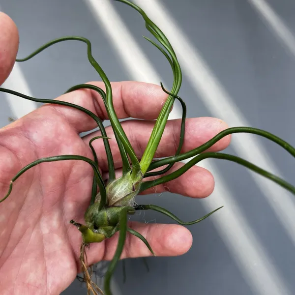 Тилландсия Бульбоса (бульбовидная, луковичная) Bulbosa, атмосферное растение