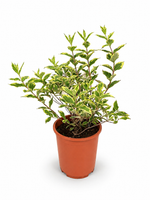 Вейгела ‘Variegata’