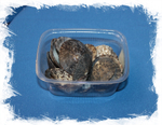 Ракушки Целлана, 3-5см, 100гр, 20шт