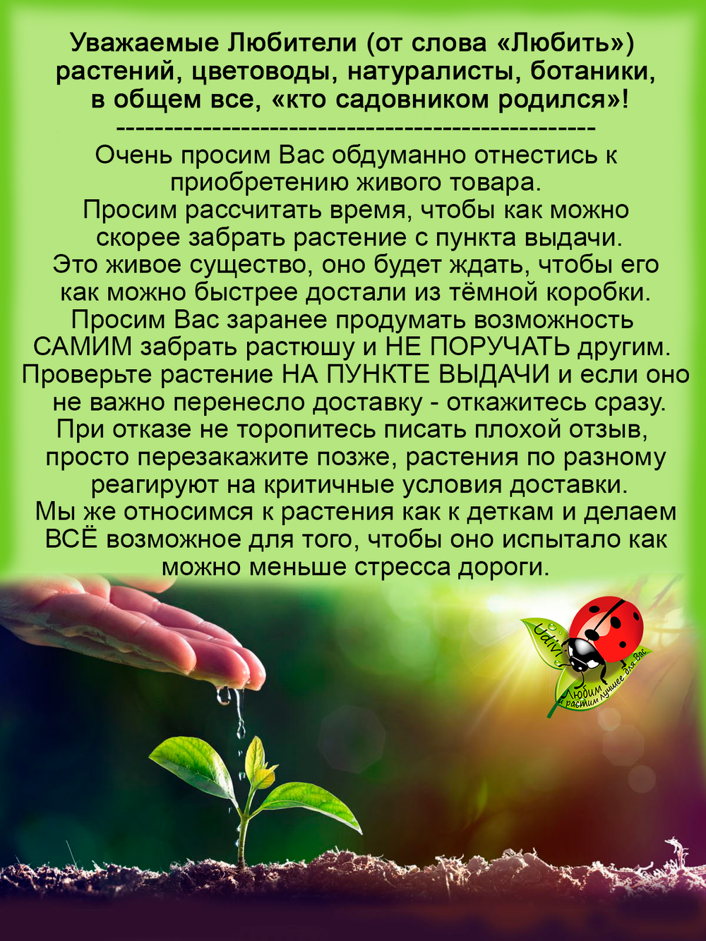 Полынь Кола с ароматом колы многолетник