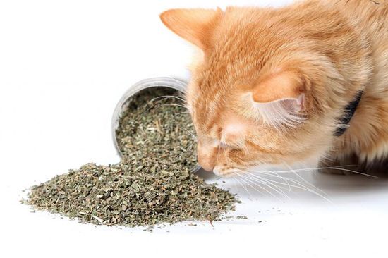 Мята для котов и кошек