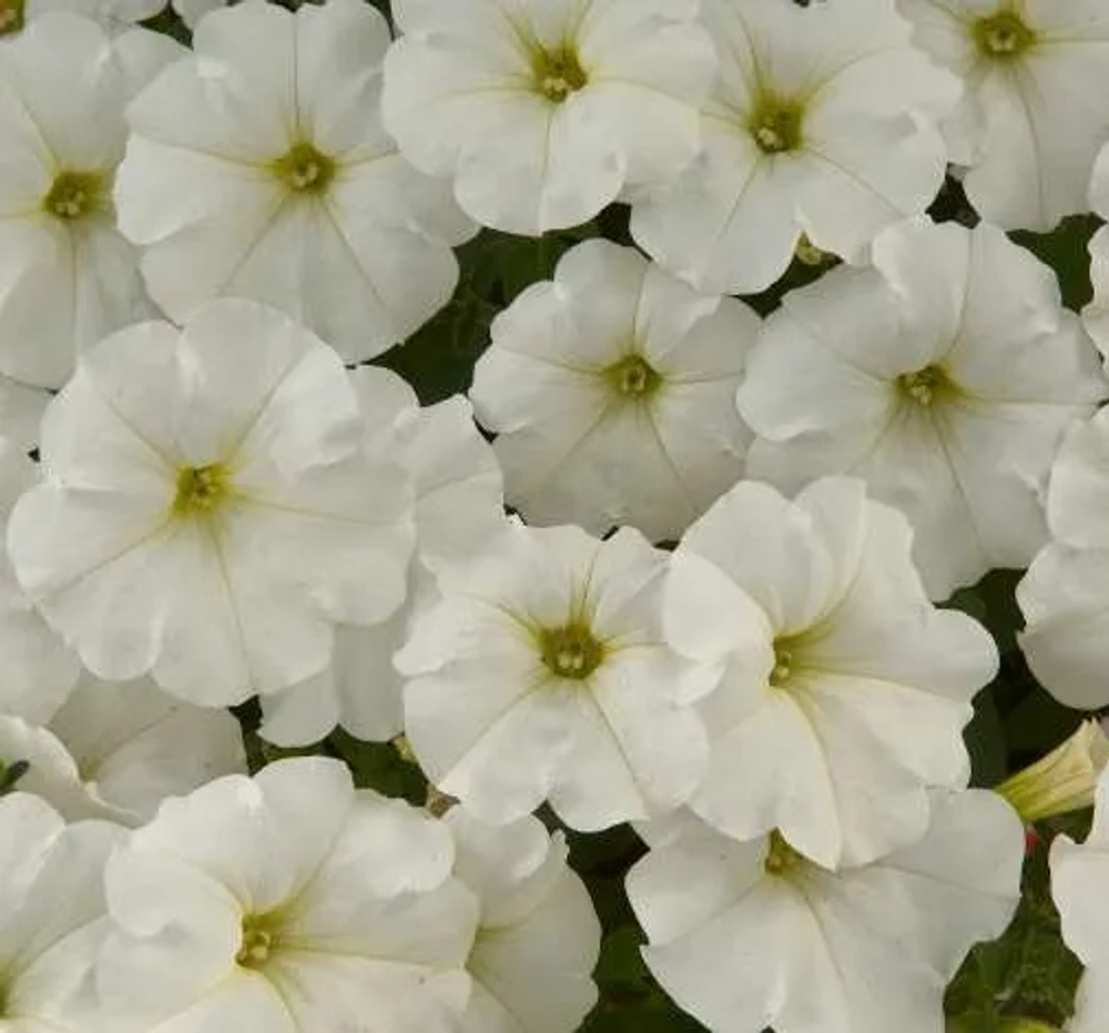 Петуния ампельная White Ray (П12 )
