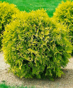 Туя Глобоза Ауреа (Thuja occidentalis Globosa Aurea) р9 август 2026 г.