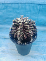 Gymnocalycium T-Rex Pink hybrid (Гимнокалициум T-rex)