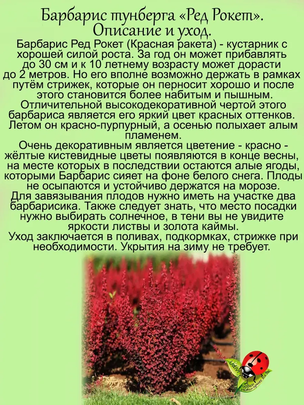 Барбарис Ред рокет Красная ракета