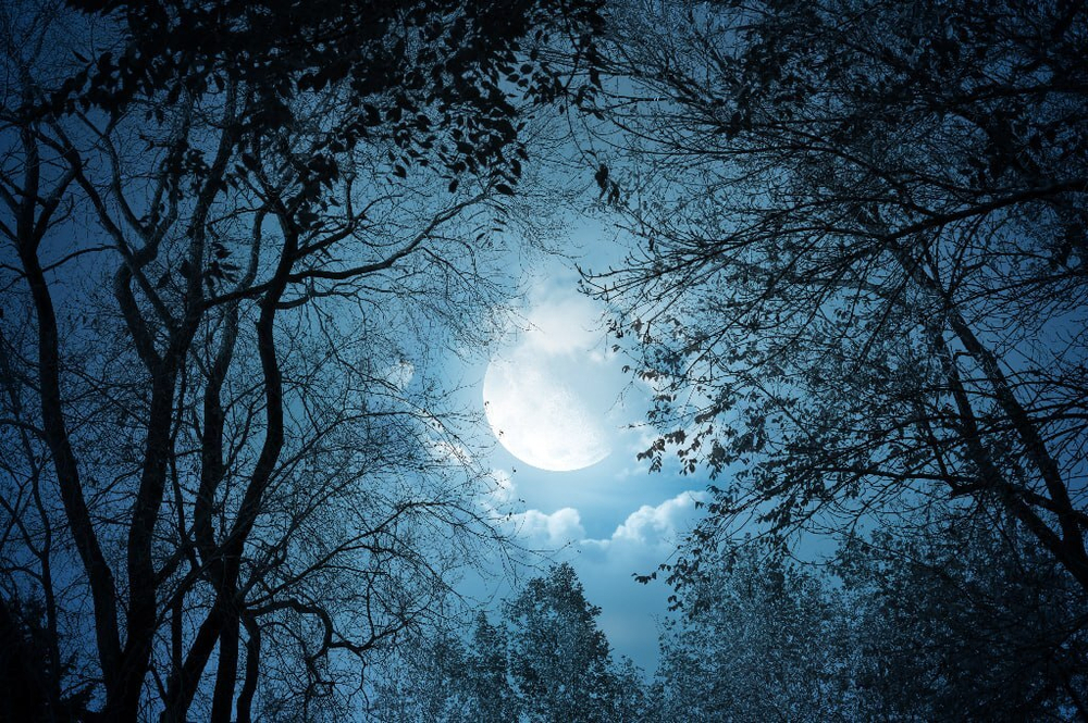 Природа 2 №47 Фотообои и Фрески ручной работы