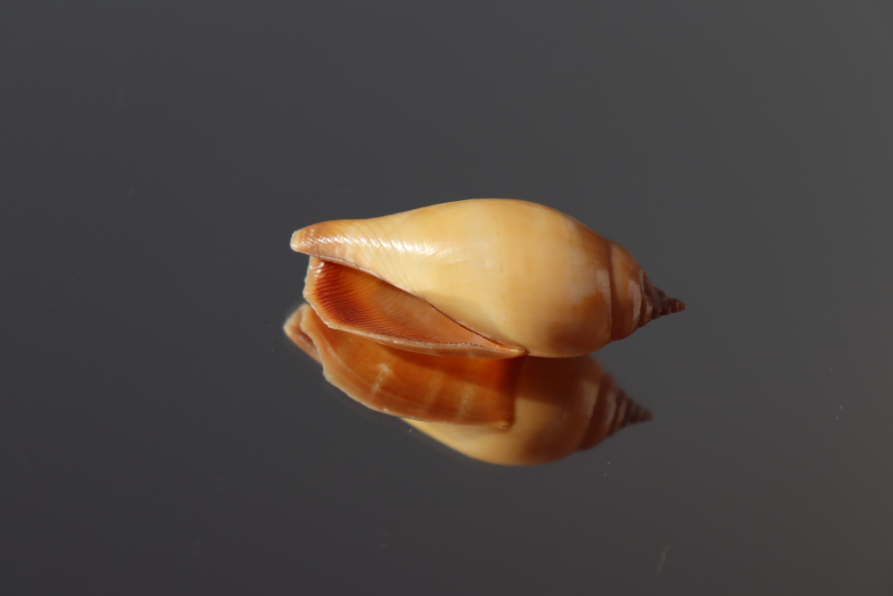 Раковина Стромбус дентатус (Tridentarius dentatus)
