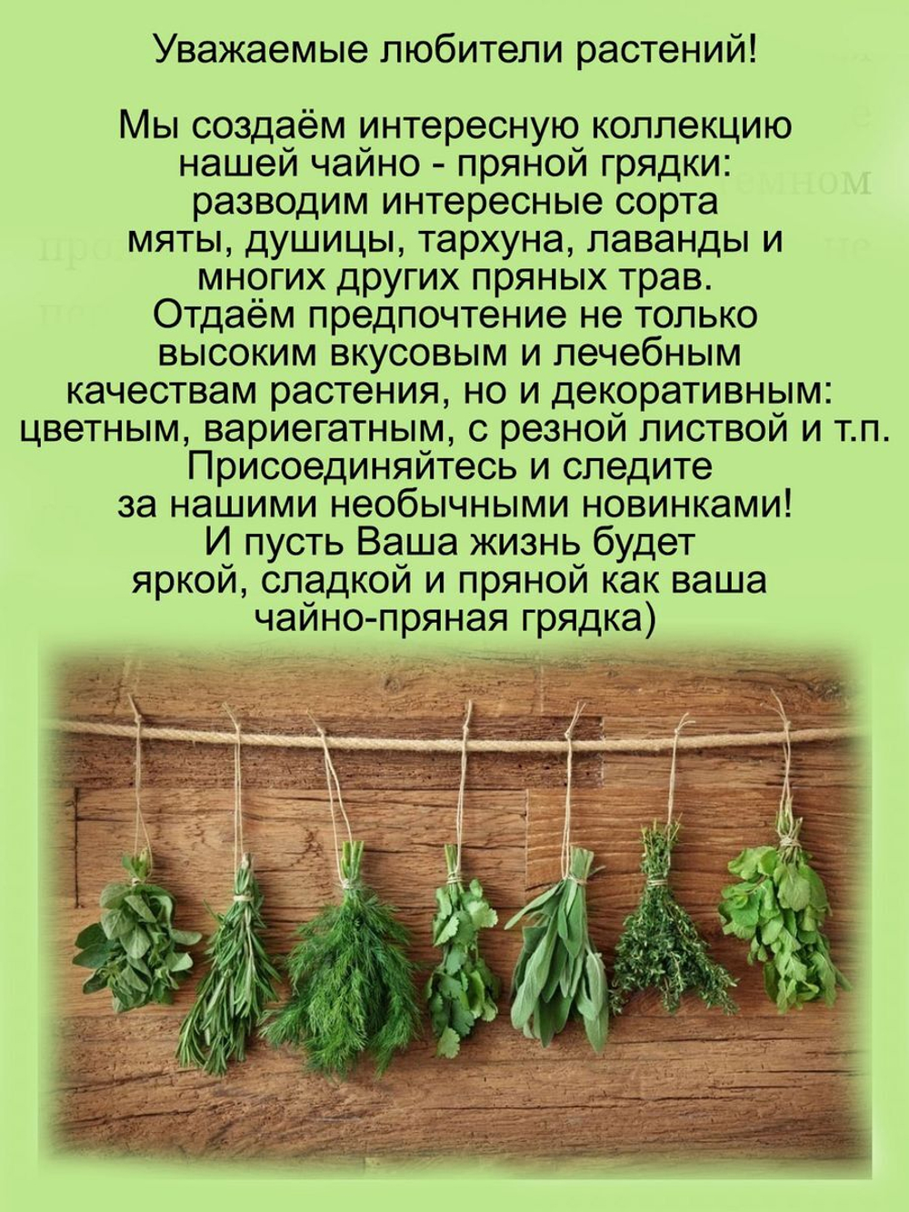 Шалфей Вест Фрисланд Сальвия многолетний