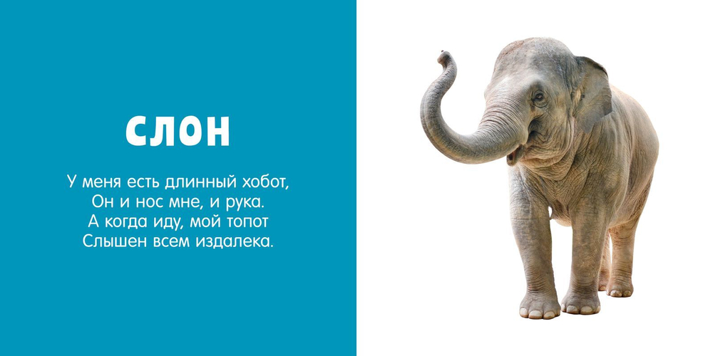 Первые слова. Любимые животные. Фотокнига со стихами