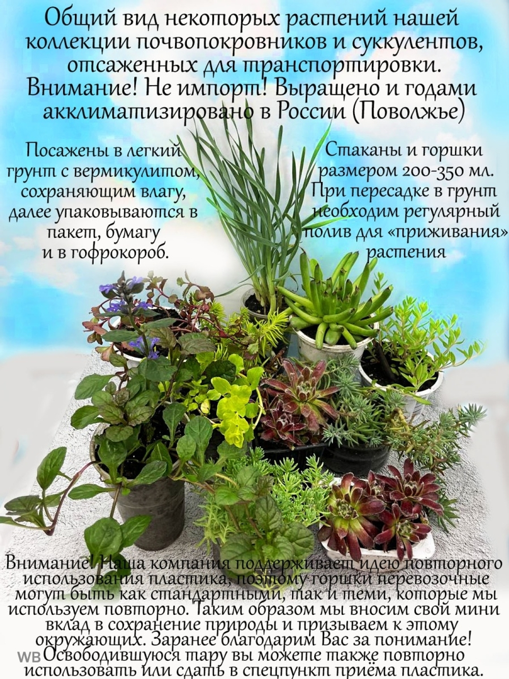 Чистец (овечьи ушки) многолетнее растение