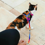 Шлейка+поводок PRISMA Zee.Cat