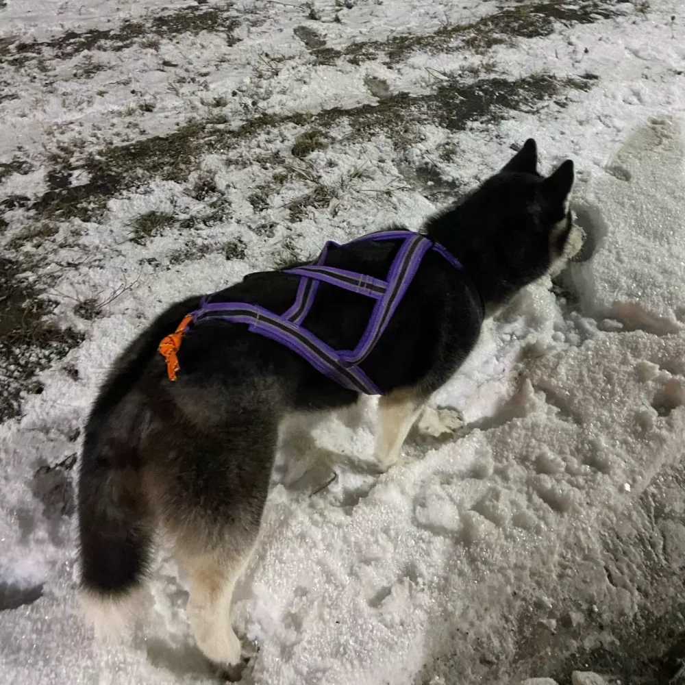 Шлейка ездовая серия Спорт White Wolf