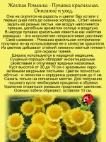 Ромашка Пупавка желтая красильная