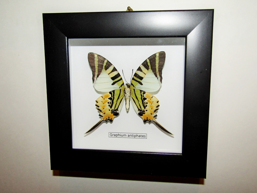 Бабочка Graphium antiphates в рамке