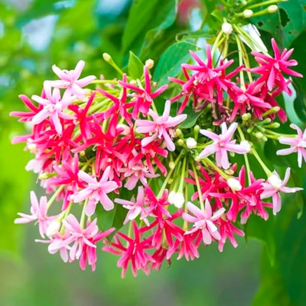 Комбертум индийский лиана – Quisqualis indicum creeper (20)