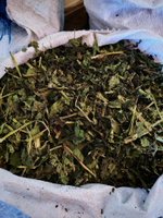 Крапива лист, побег рубленая Алтай