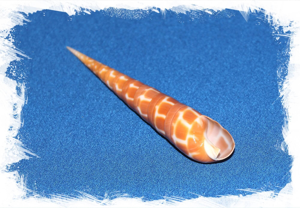 Оранжевая Теребра (Terebra dimidiata)
