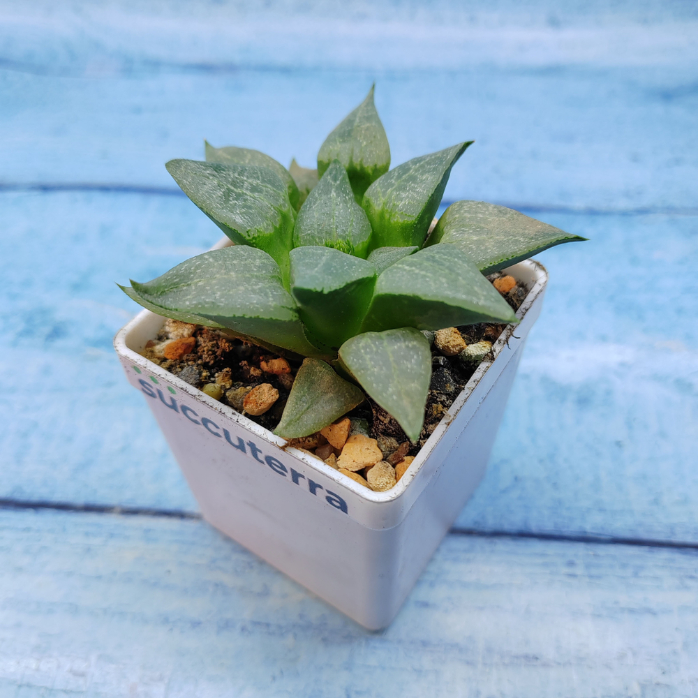 Haworthia Comptoniana Hybride hybrid (Хавортия)