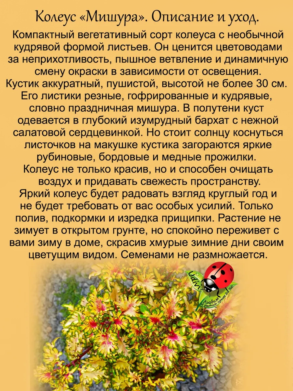 Колеус Мишура вегетативный