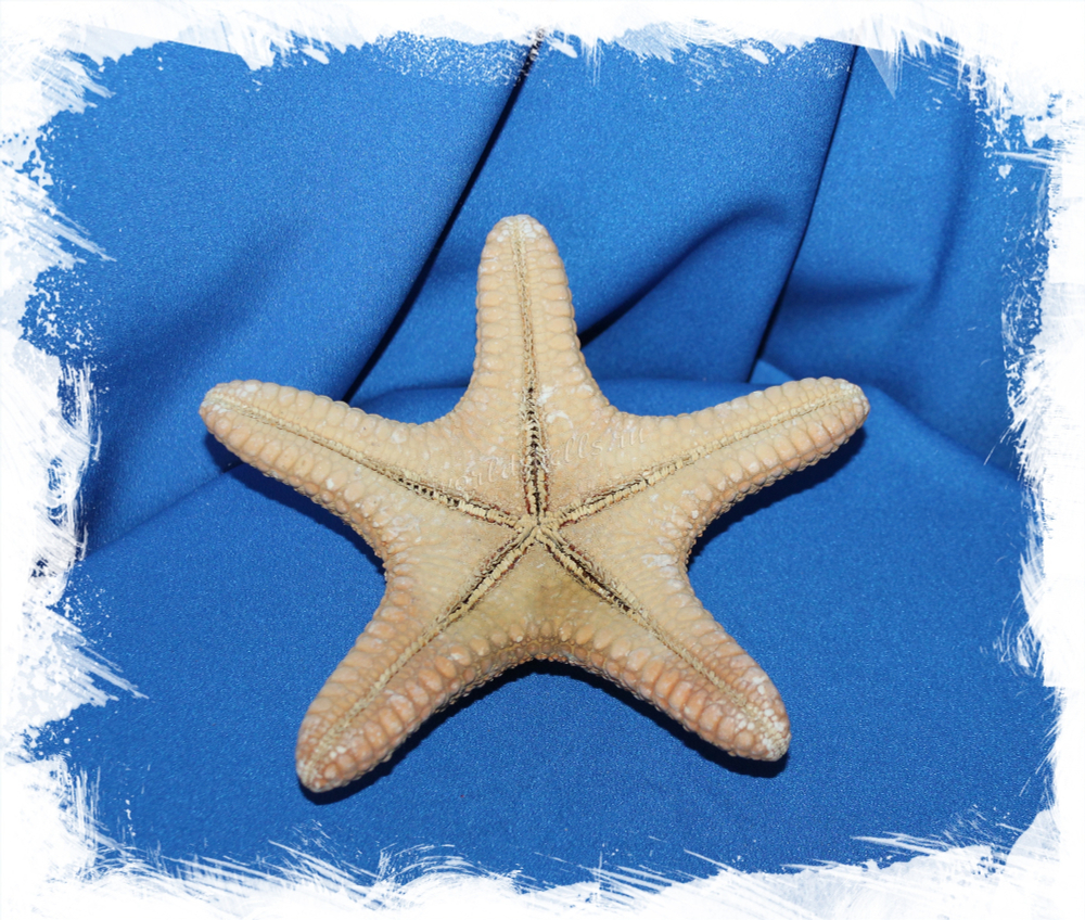Starfish Asterodiscus