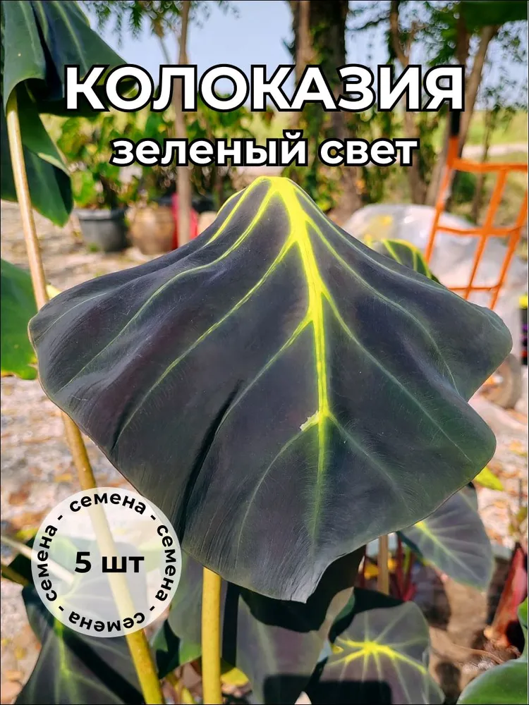 Колоказия "Зеленый свет" — семена, 5 шт.