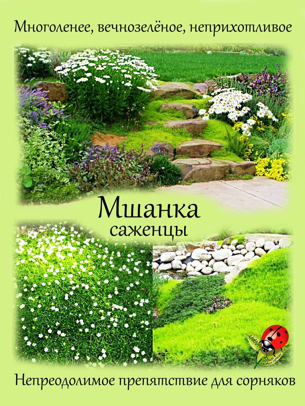 Мшанка Изумруд почвопокровный мох