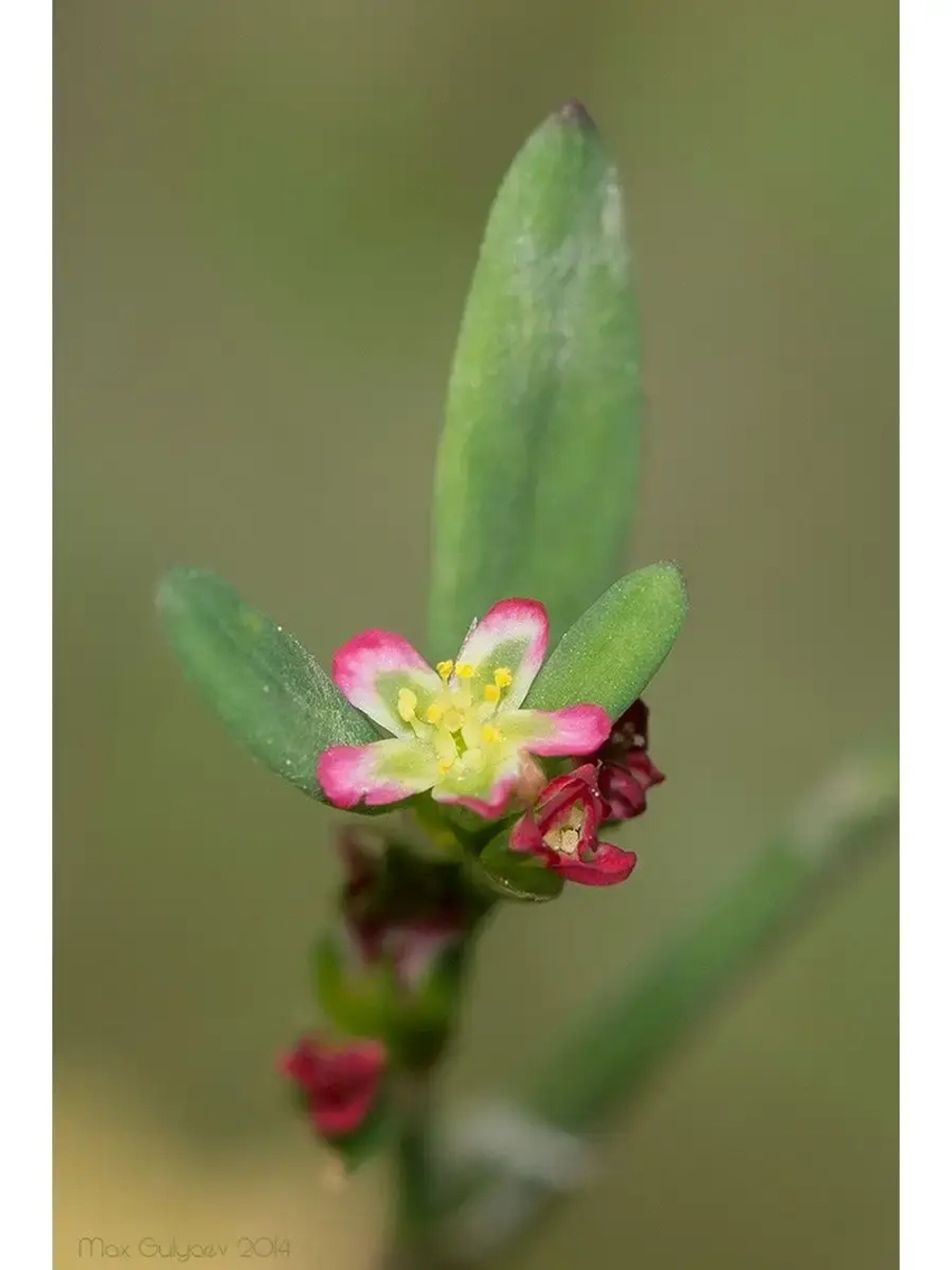 Семена Горец птичий (Polygonum aviculare) (Спорыш) 50 гр.