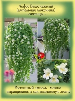 Лофос Белоснежный ампельная глоксиния