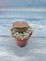 Lithops sp. (Литопсы)