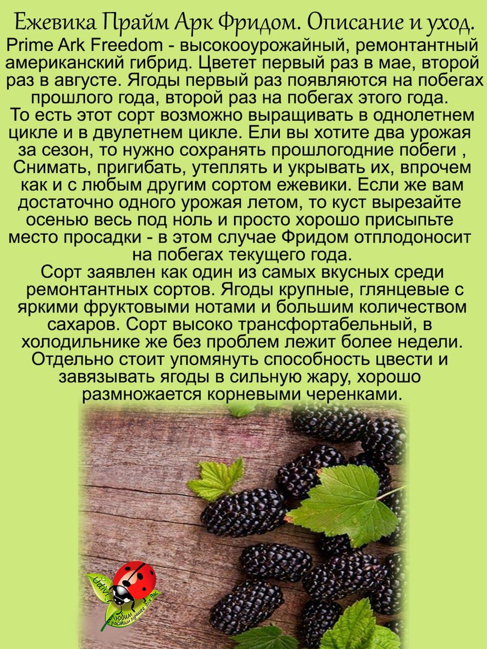 Ежевика Прайм Арк Фридом ремонтантная