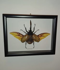 Жук Dynastes hercules 120 мм в рамке