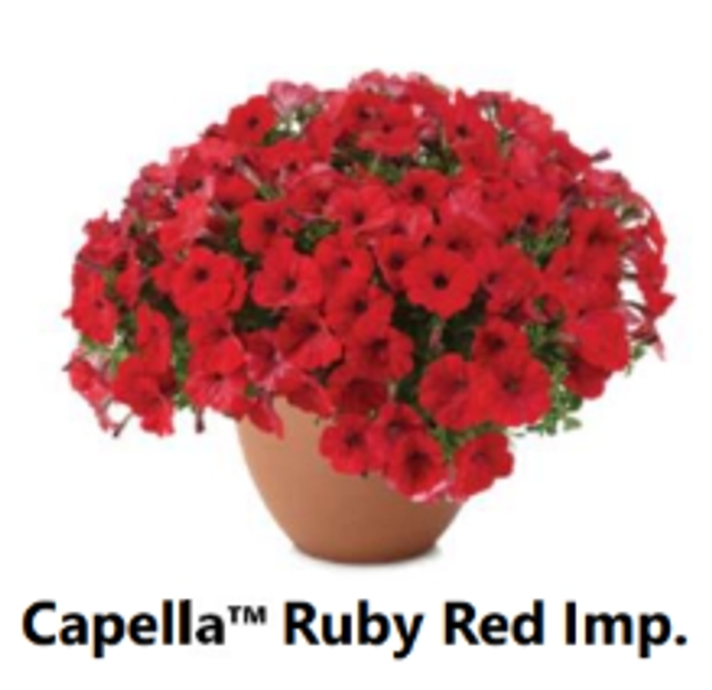 ЕВРО Петуния CAPELLA Ruby Red Imp. ЕВРО укорененный черенок начало января поставка 1