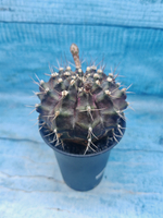 Gymnocalycium T-Rex Pink hybrid (Гимнокалициум T-rex)