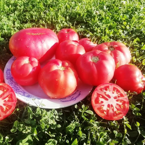 Помидоры - Квадратный Из Ирана