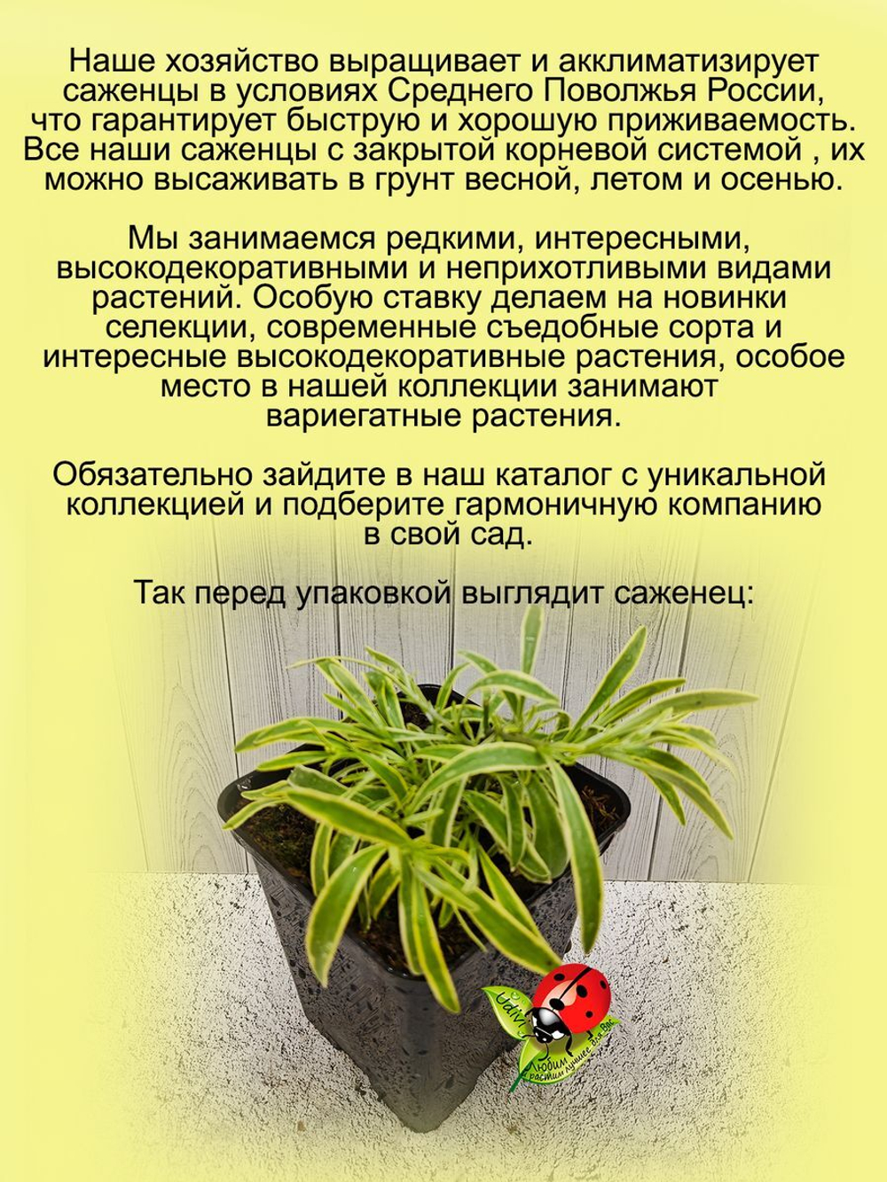 Алиссум Примавера принцесс вариегатный вегетативный